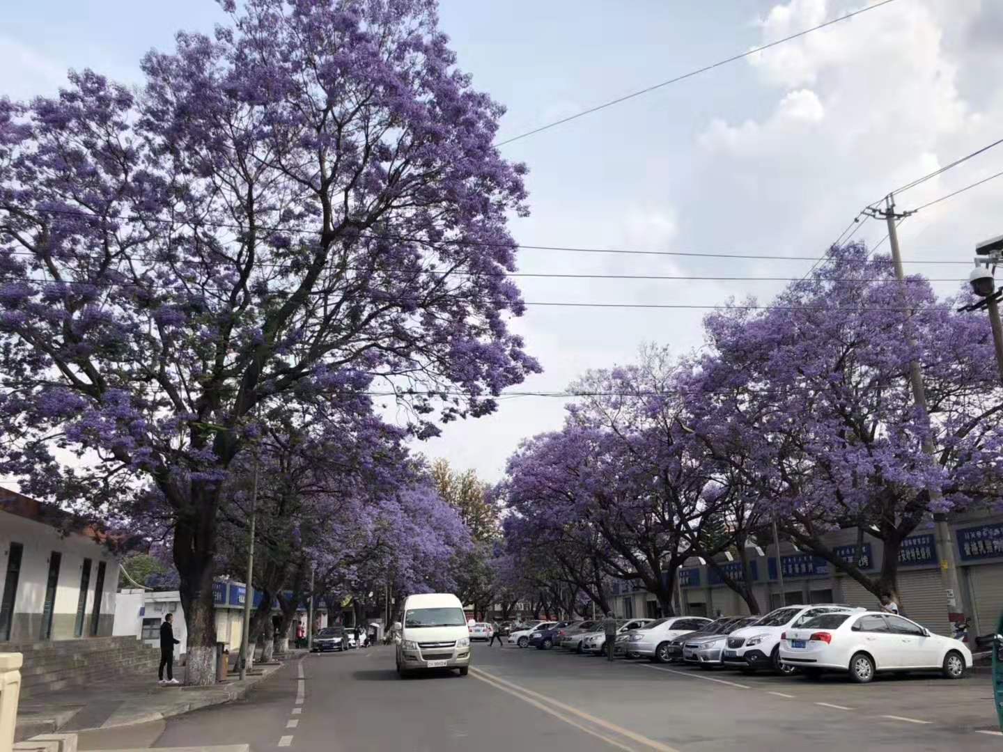 藍(lán)花楹圖片沒(méi)開(kāi)花圖片
