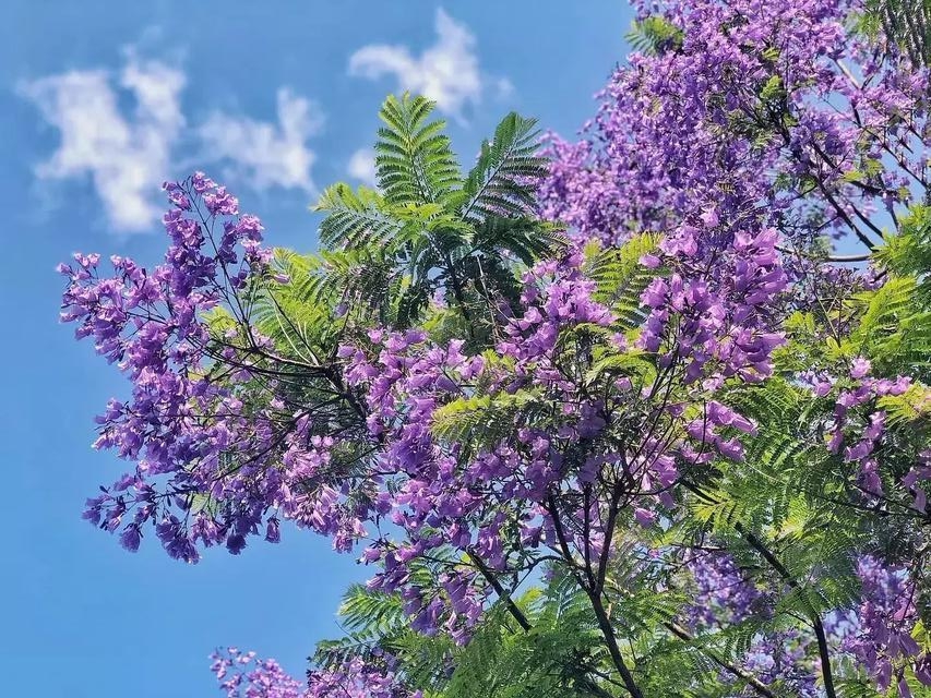澳洲藍花楹真實拍攝圖片