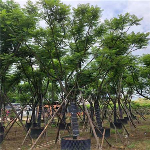 藍花楹樹苗圖片