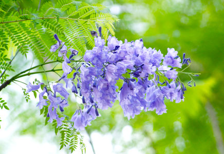 藍花楹樹苗圖片