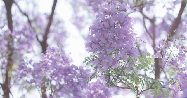 藍(lán)花楹唯美圖片