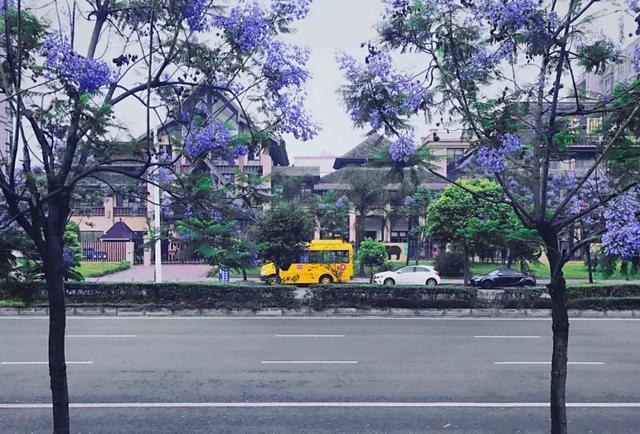 昆明網紅街藍花楹圖片