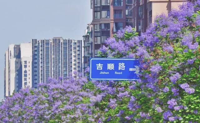 昆明網(wǎng)紅街藍(lán)花楹圖片