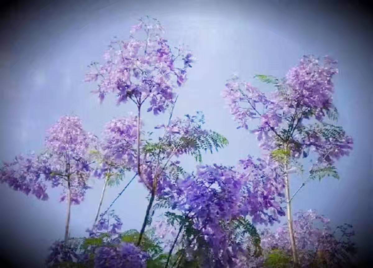 藍花楹果實圖片