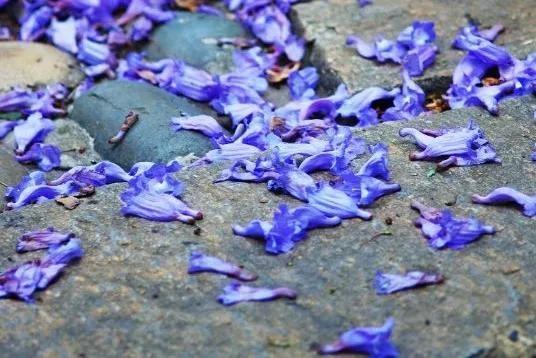 藍花楹果實圖片