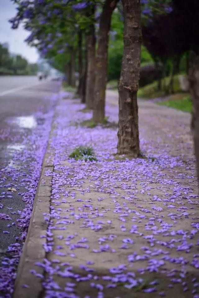 藍花楹圖片大全大圖