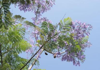藍花楹圖片大全大圖