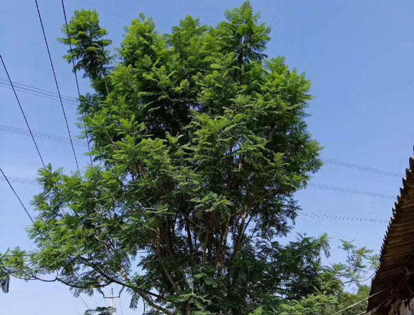 【藍楹花和藍花楹區別】到底是藍花楹還是藍楹花