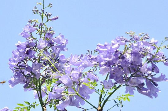 【藍楹花和藍花楹區別】到底是藍花楹還是藍楹花