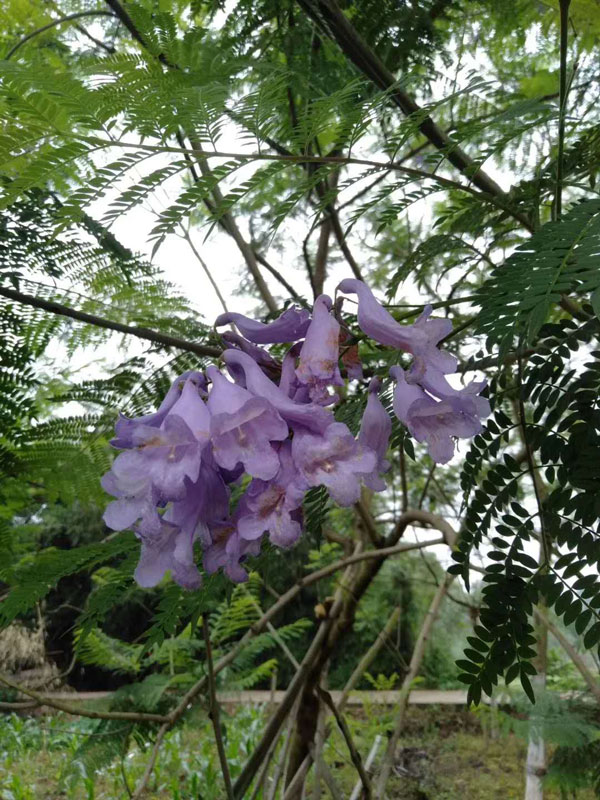 藍花楹一年可以長多高