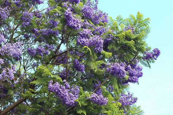 藍花楹一年可以長多高