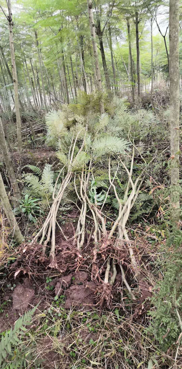藍花楹一年可以長多高