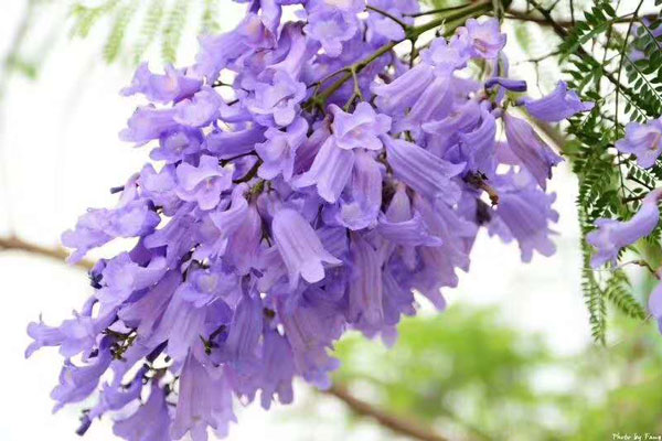 藍花楹一年可以長多高