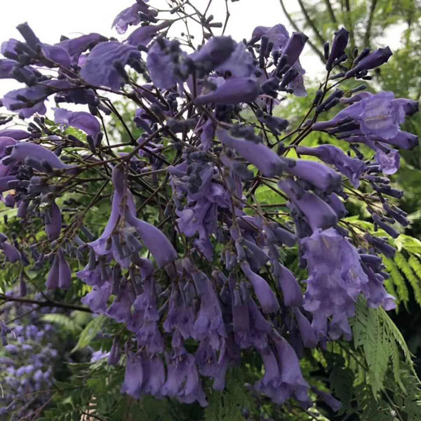 藍花楹一年可以長多高