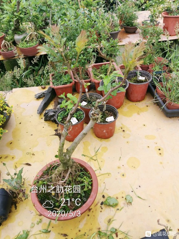 藍花楹盆栽可養多高