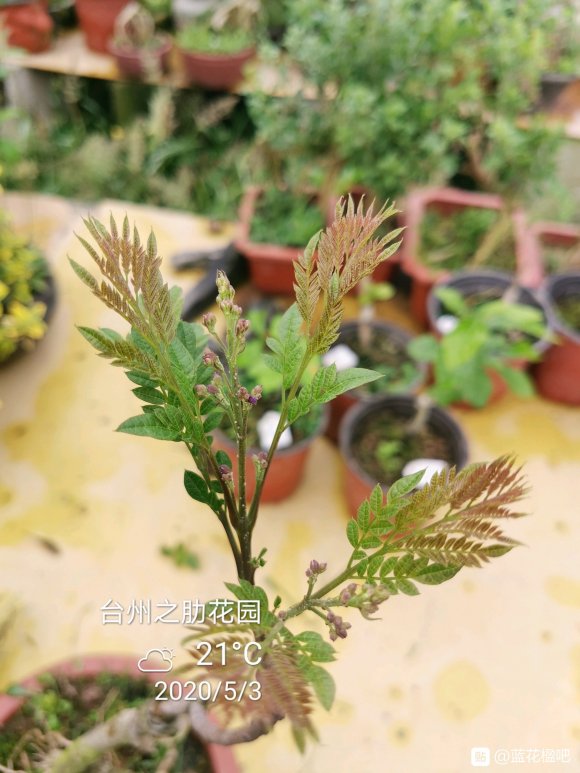 藍花楹盆栽可養多高