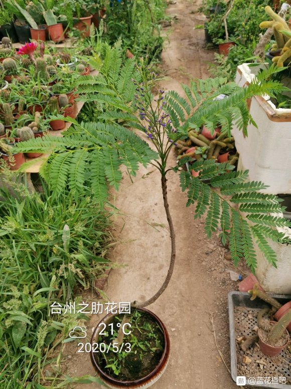 藍花楹盆栽可養多高