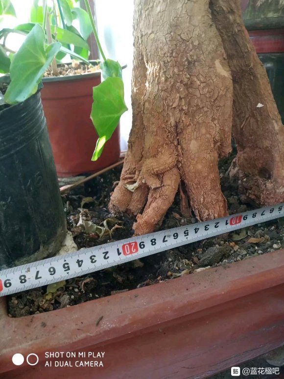 藍花楹盆栽可養多高