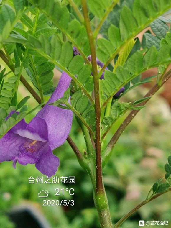 藍花楹盆栽可養多高