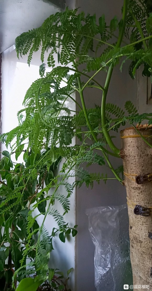 藍花楹盆栽可養多高