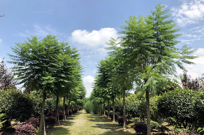 15公分藍花楹價格