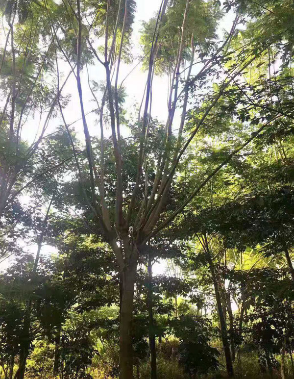 15公分藍花楹價格