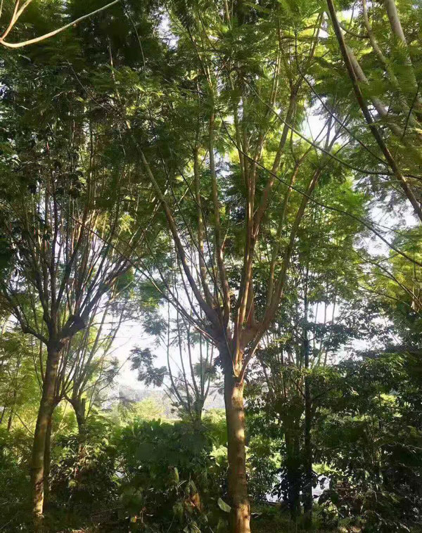 15公分藍花楹價格