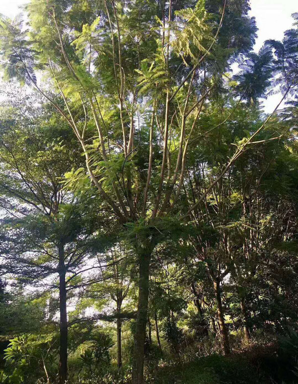 15公分藍花楹價格