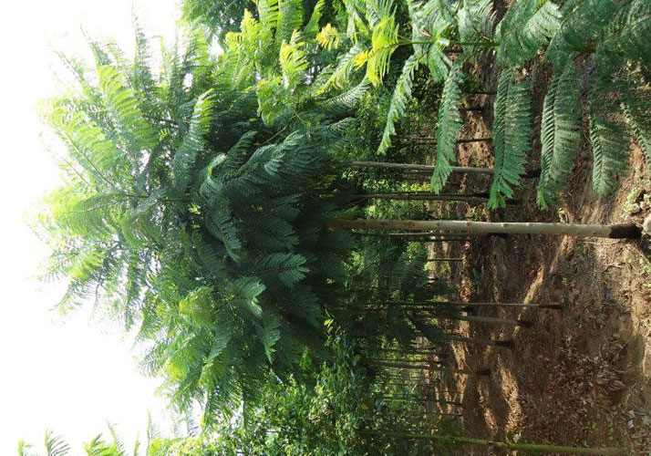 12公分藍花楹價格