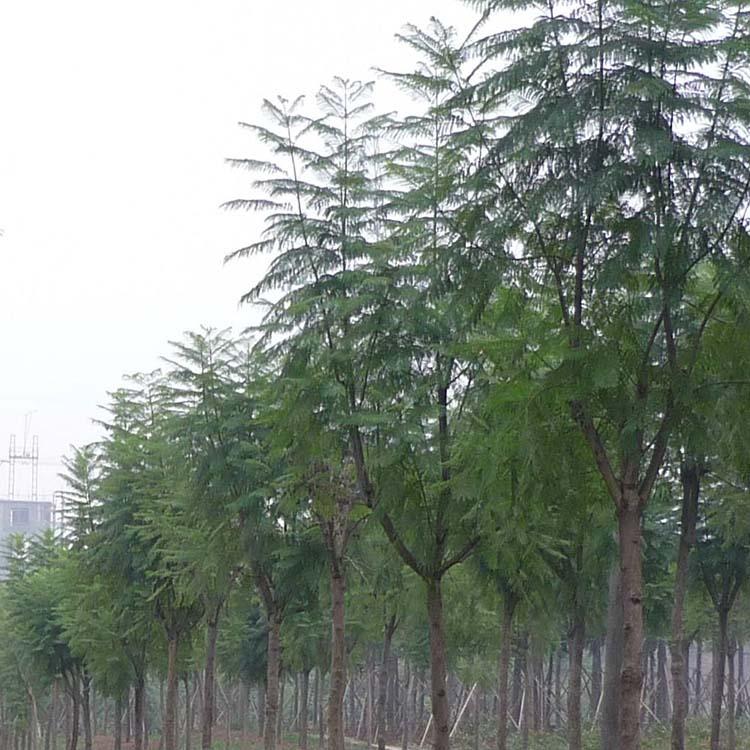 12公分藍花楹價格