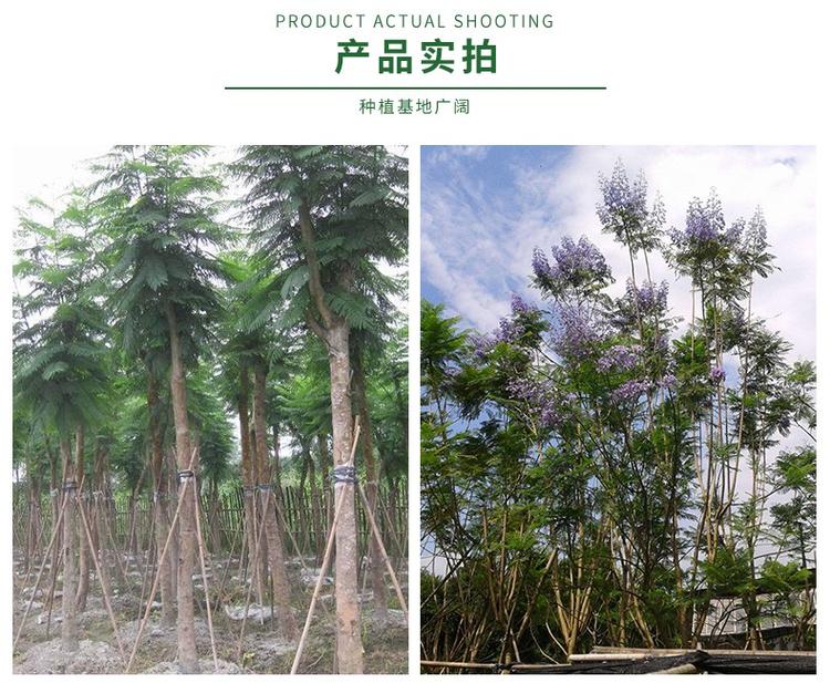 12公分藍花楹價格