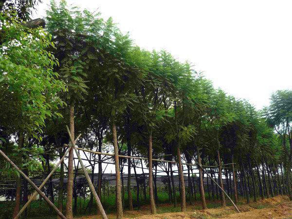 22公分藍花楹價格
