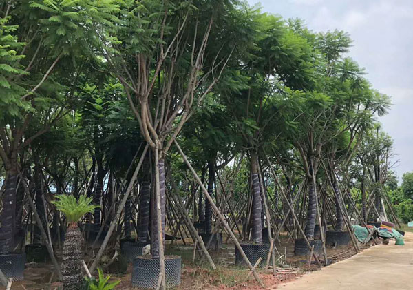 22公分藍花楹價格