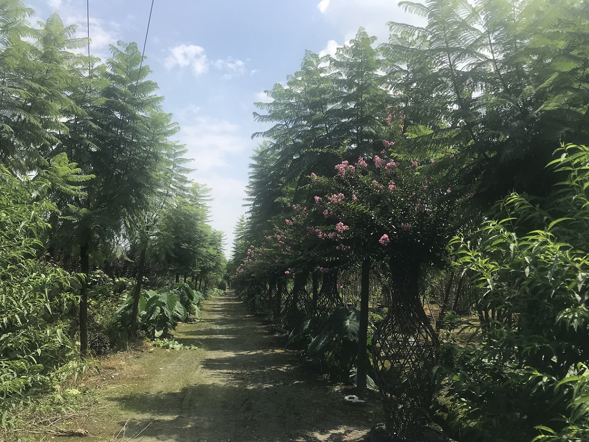 20公分藍花楹價格