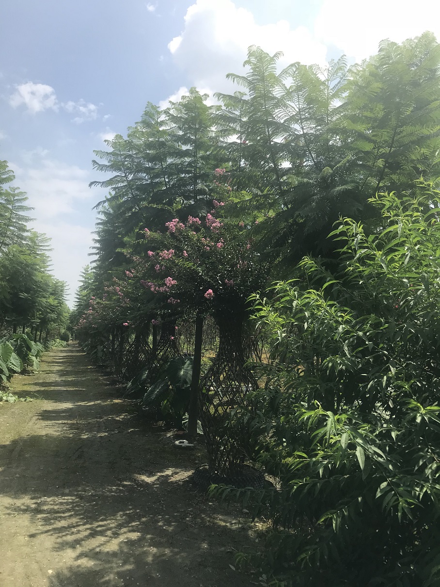 20公分藍花楹價格