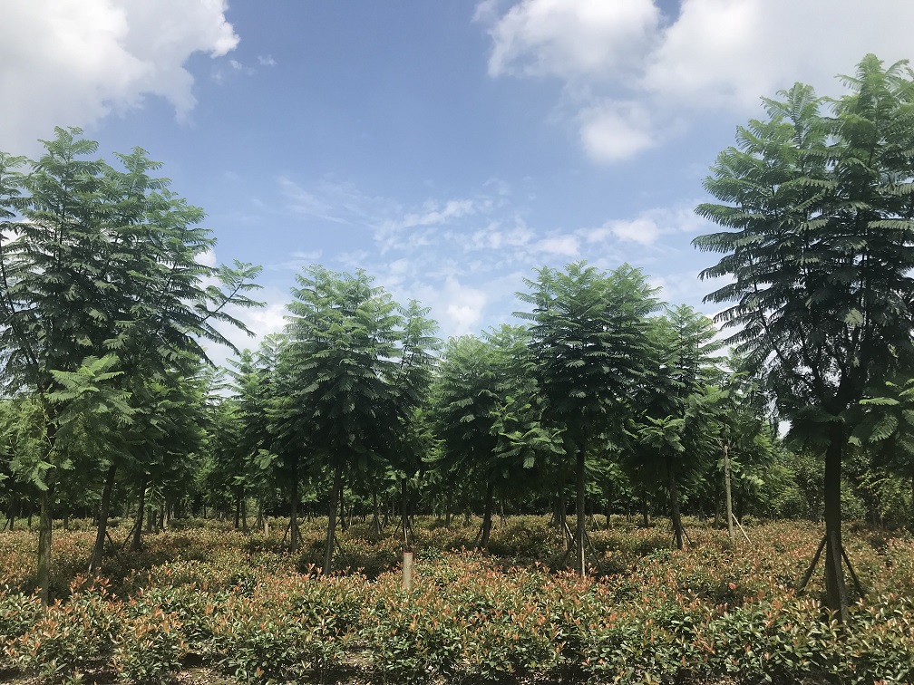 20公分藍花楹價格
