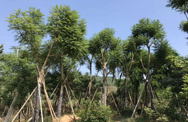 成都藍花楹樹價格:10公分到30公分批發報價