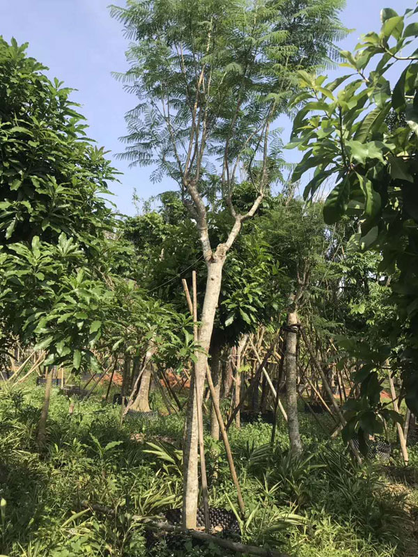 成都藍花楹樹價格:10公分到30公分批發報價