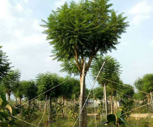 成都藍花楹樹價格:10公分到30公分批發報價