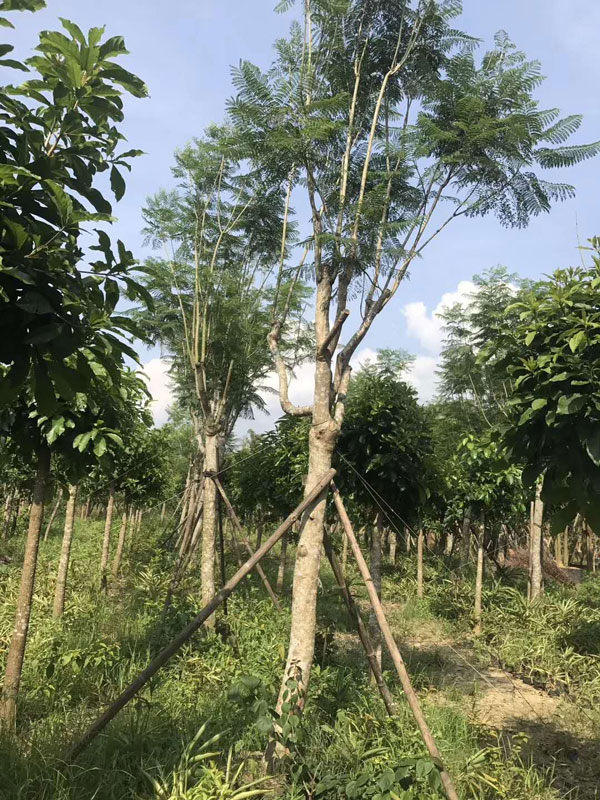 成都藍花楹樹價格:10公分到30公分批發報價