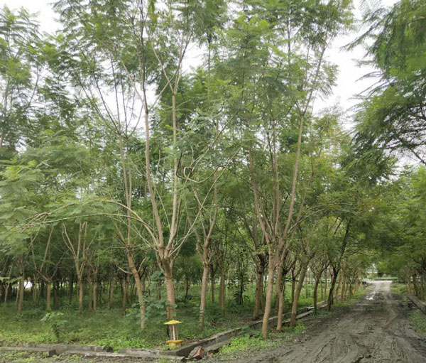 成都藍花楹樹價格:10公分到30公分批發報價