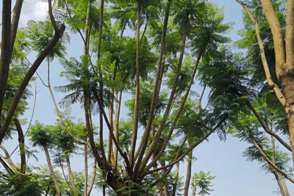 成都藍花楹樹價格:10公分到30公分批發報價