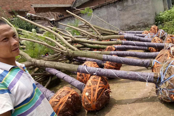 成都藍花楹種植基地,如何低價買高存活苗