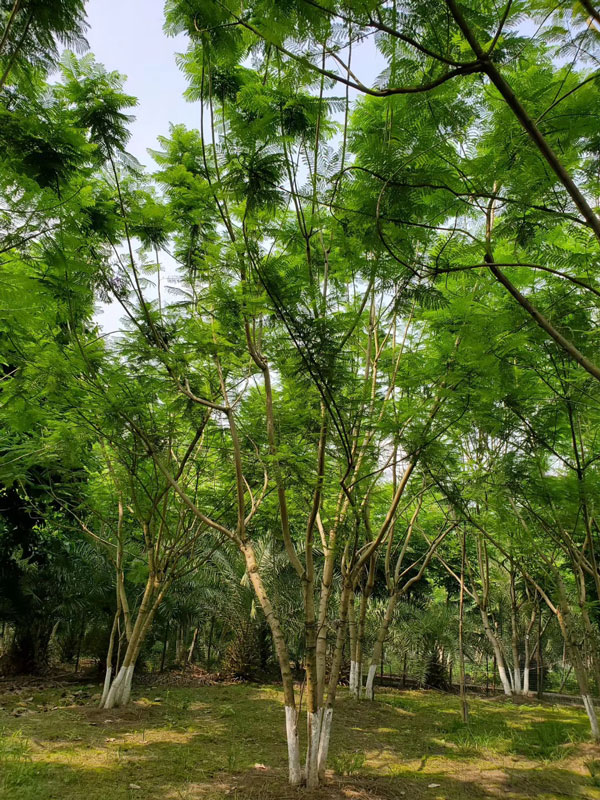 成都藍花楹種植基地,如何低價買高存活苗