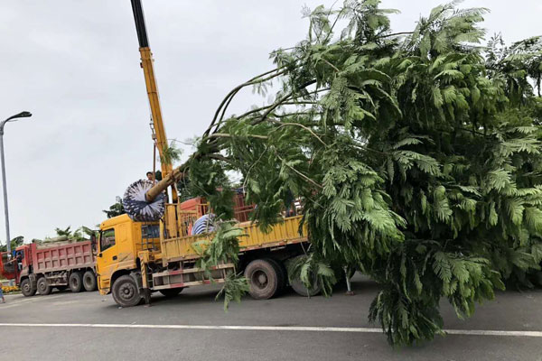 成都藍花楹種植基地,如何低價買高存活苗