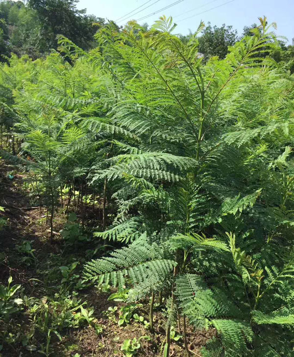成都藍花楹種植基地,如何低價買高存活苗