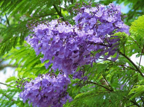 成都藍花楹種植基地，如何低價買高存活苗