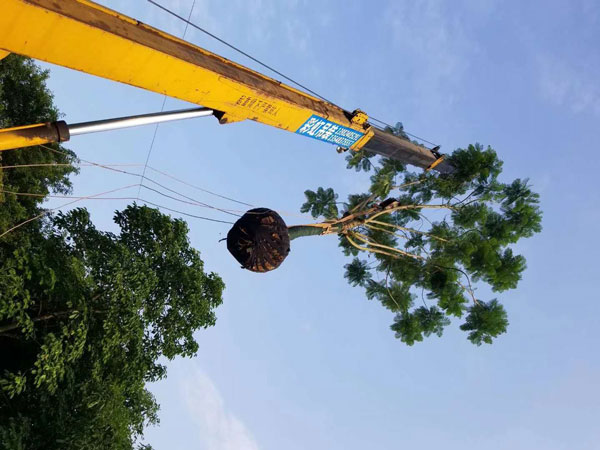 成都藍花楹種植基地,如何低價買高存活苗