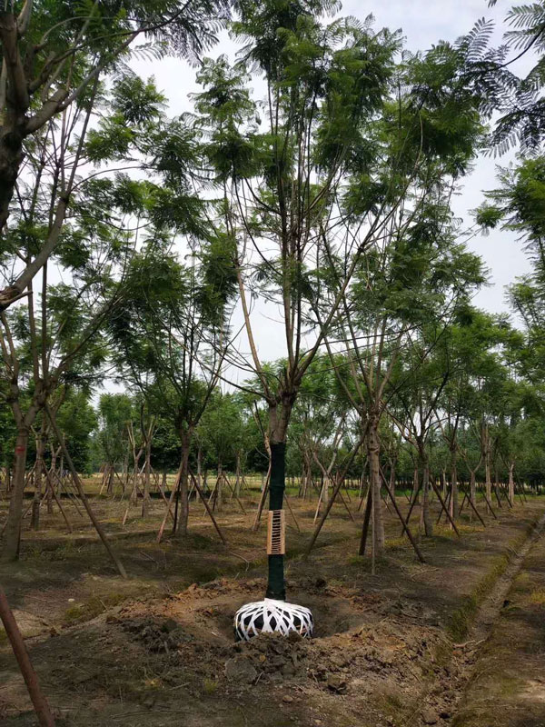 成都藍花楹種植基地,如何低價買高存活苗