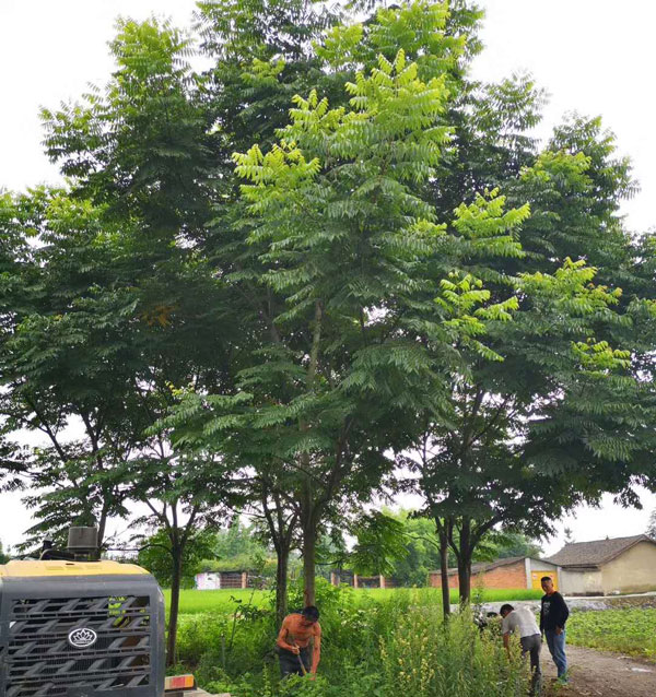 成都藍花楹種植基地,如何低價買高存活苗